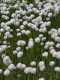 Linaigrette-de-Scheuzer