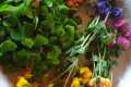 Cueillette de plantes comestibles spécial 100ème - 17.6.2023 Cueillette de plantes comestibles spécial 100ème - 17.6.2023